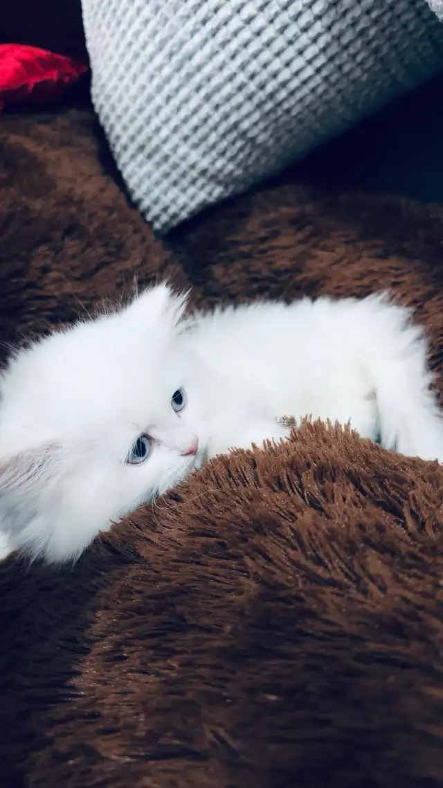 Persian Kttens for sale - Photo 2