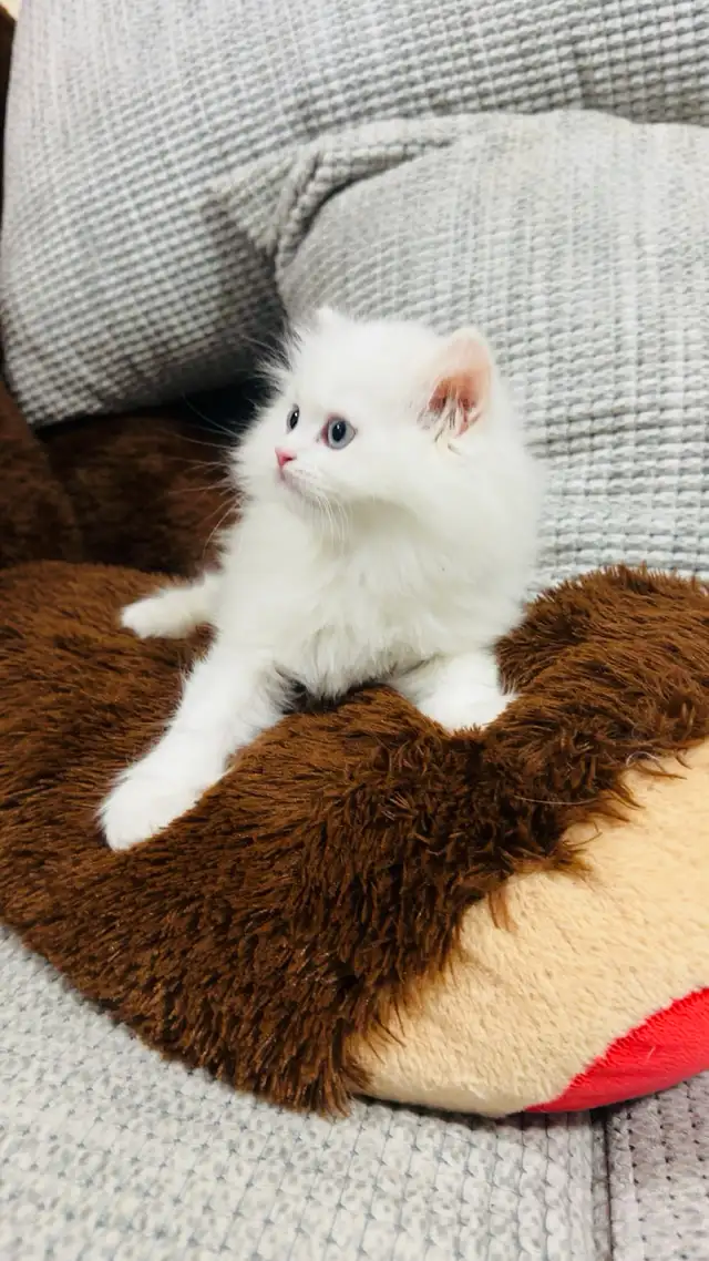 Persian Kttens for sale - Photo 3
