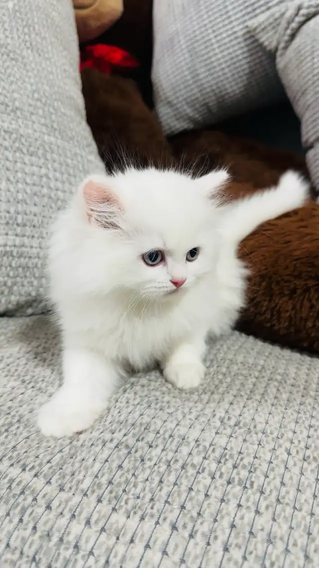 Persian Kttens for sale - Photo 5