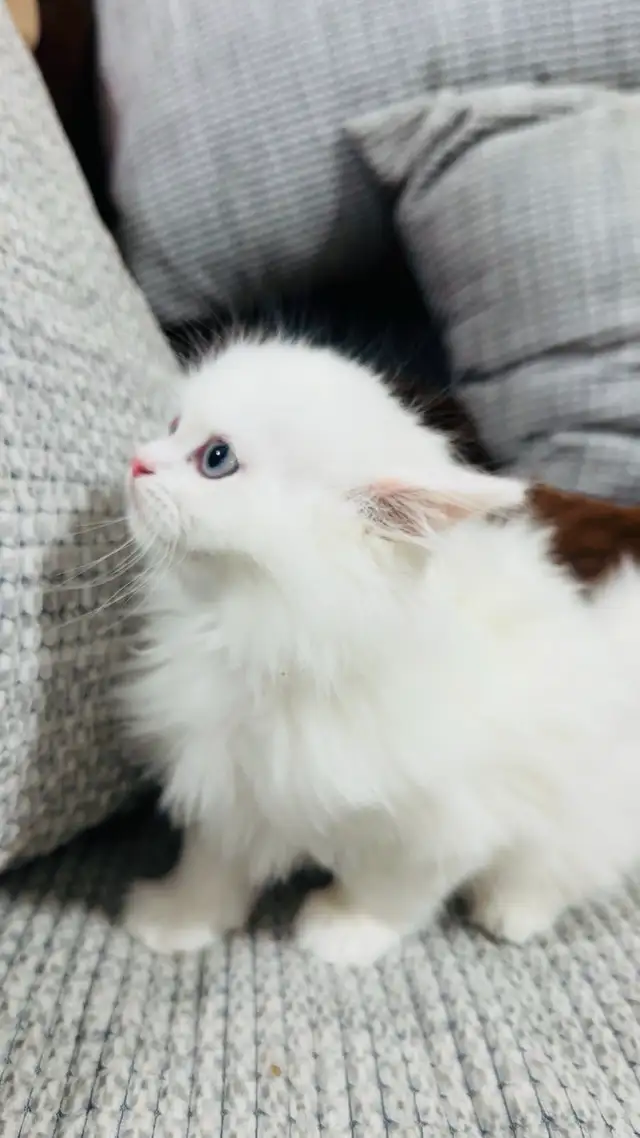 Persian Kttens for sale - Photo 6