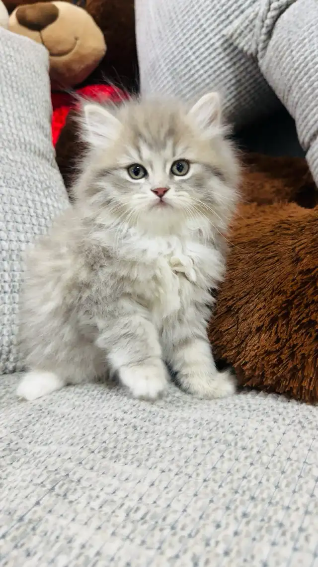Persian Kttens for sale - Photo 7