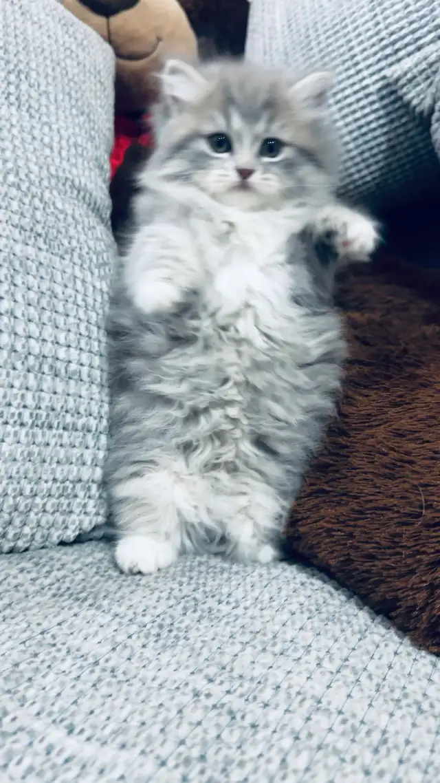 Persian Kttens for sale - Photo 8