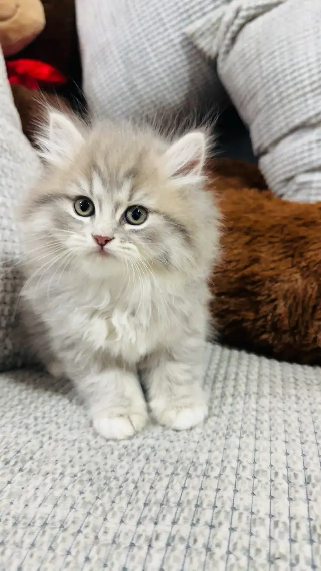 Persian Kttens for sale - Photo 9