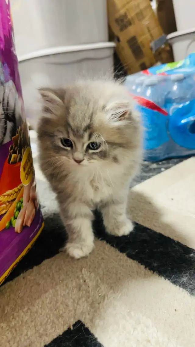 Persian Kttens for sale - Photo 10