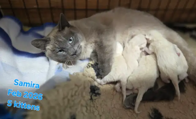 Siamese Kittens - All Colors and Bright and Friendly