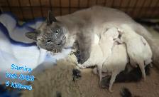 Siamese Kittens - All Colors and Bright and Friendly