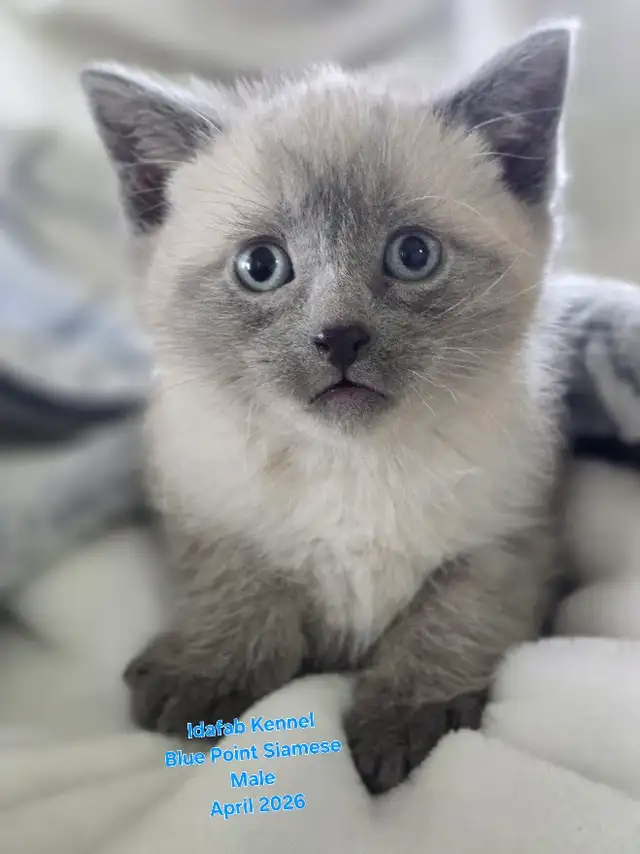 Siamese Kittens - All Colors and Bright and Friendly - Photo 2