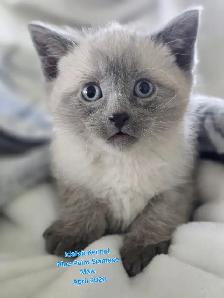 Siamese Kittens - All Colors and Bright and Friendly - Photo 2