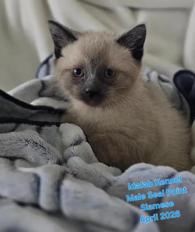 Siamese Kittens - All Colors and Bright and Friendly - Photo 3