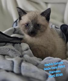 Siamese Kittens - All Colors and Bright and Friendly - Photo 3
