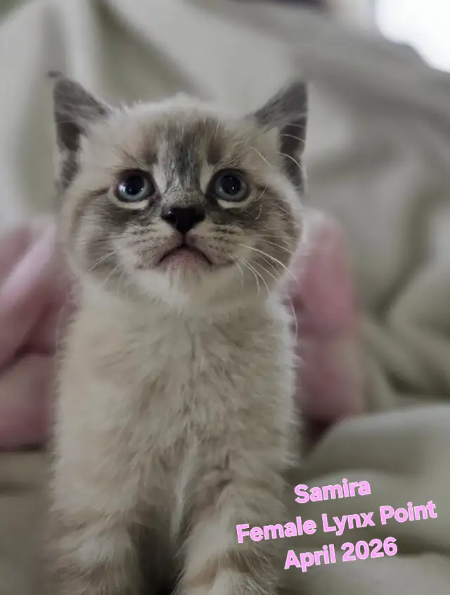 Siamese Kittens - All Colors and Bright and Friendly - Photo 4