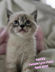 Siamese Kittens - All Colors and Bright and Friendly - Photo 4