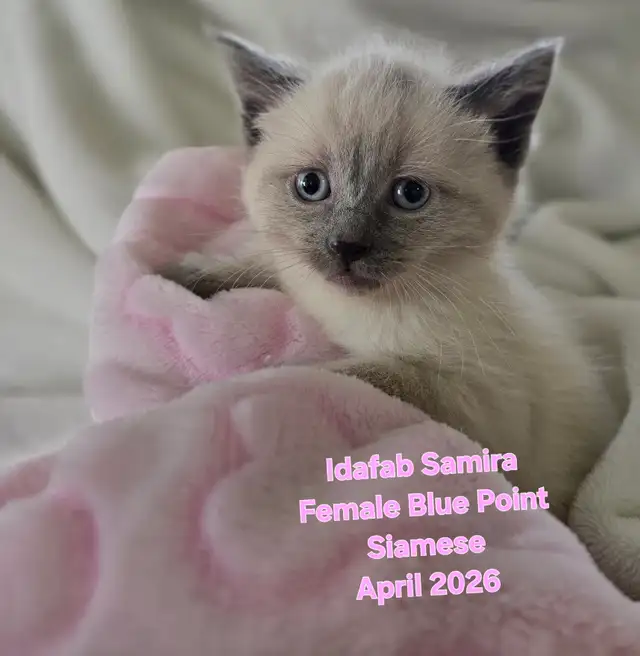 Siamese Kittens - All Colors and Bright and Friendly - Photo 5