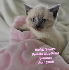 Siamese Kittens - All Colors and Bright and Friendly - Photo 5