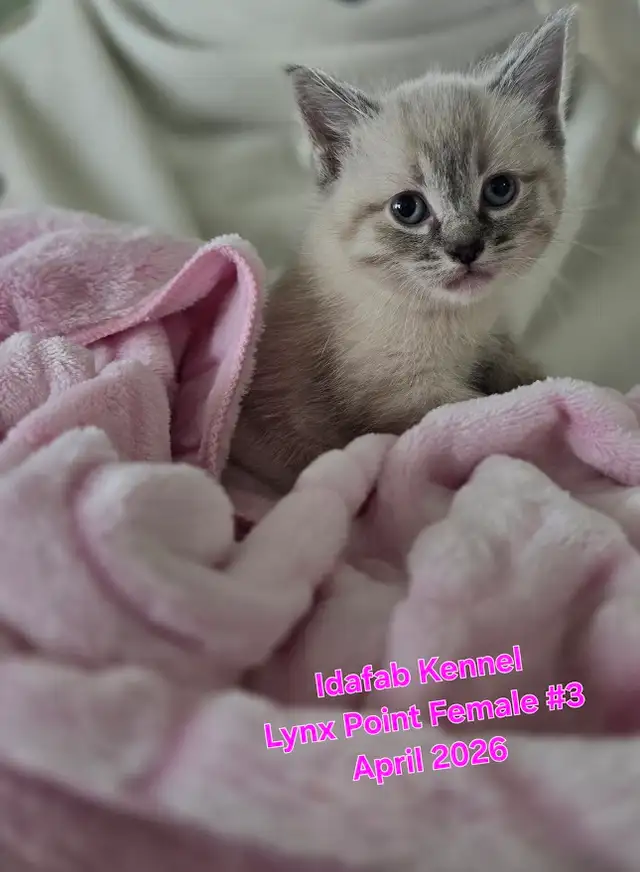 Siamese Kittens - All Colors and Bright and Friendly - Photo 6