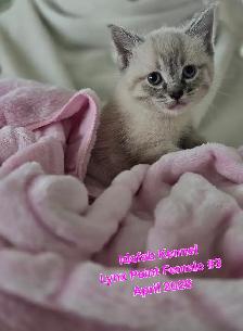 Siamese Kittens - All Colors and Bright and Friendly - Photo 6