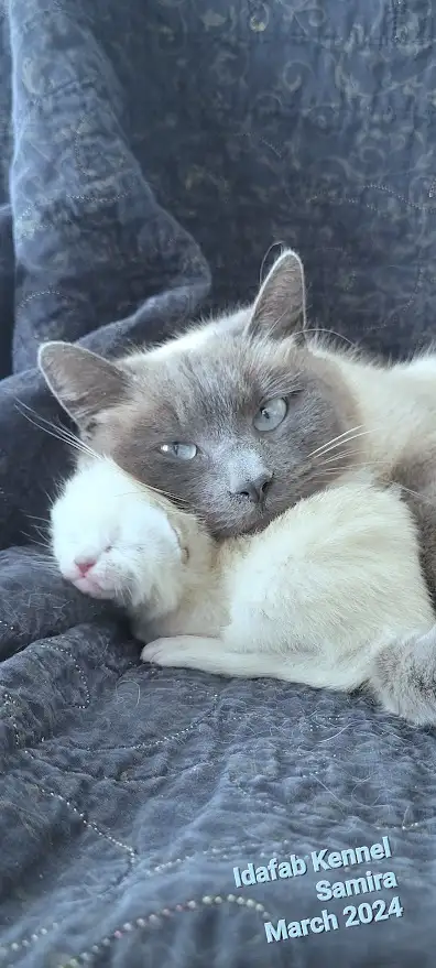 Siamese Kittens - All Colors and Bright and Friendly - Photo 7