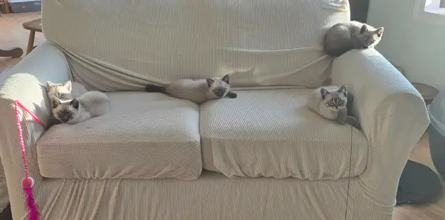 Siamese Kittens - All Colors and Bright and Friendly - Photo 10