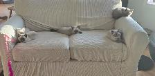 Siamese Kittens - All Colors and Bright and Friendly - Photo 10