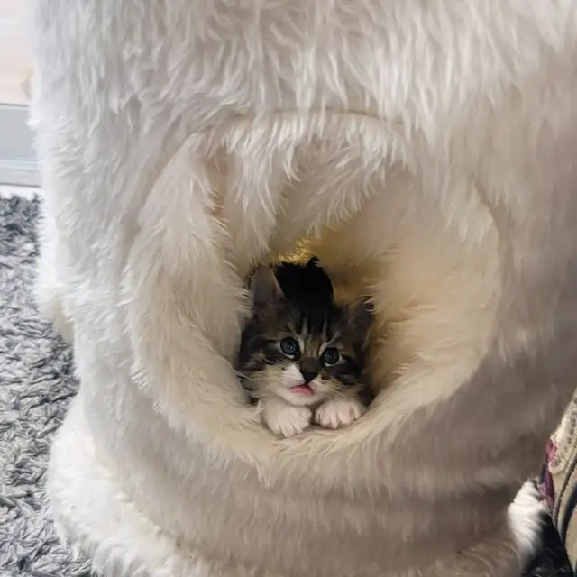 Chattons adorables