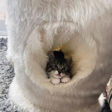 Chattons adorables
