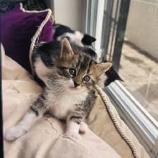 Chattons adorables - Photo 2