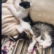 Chattons adorables - Photo 3