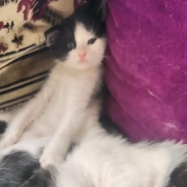 Chattons adorables - Photo 4