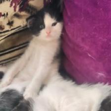 Chattons adorables - Photo 4