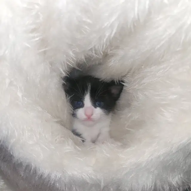 Chattons adorables - Photo 6