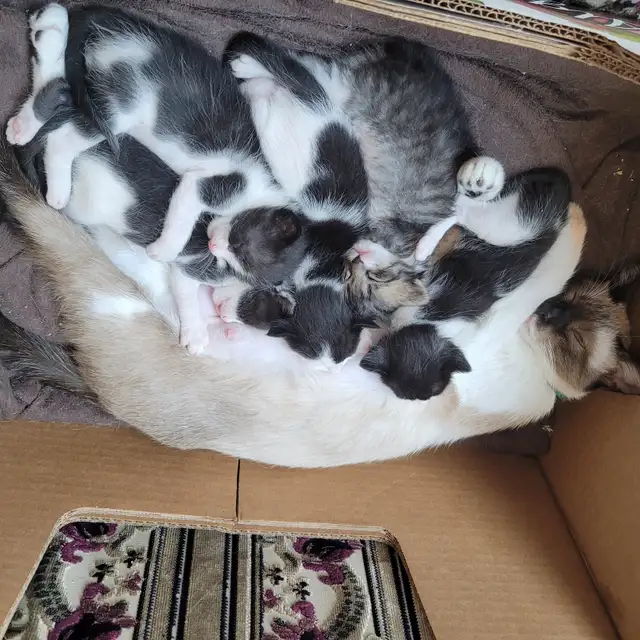 Chattons adorables - Photo 7