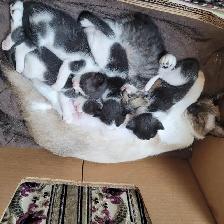 Chattons adorables - Photo 7