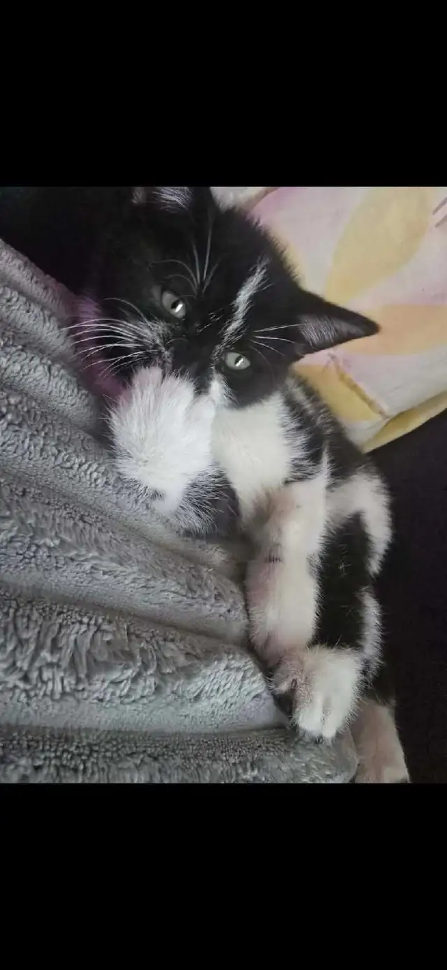 3 CHATON FEMELLES  DISPONIBLE