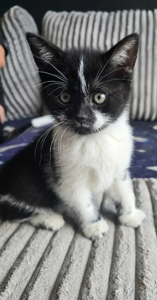 3 CHATON FEMELLES  DISPONIBLE - Photo 2