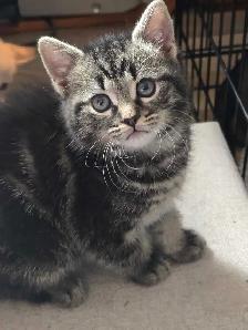 3 CHATON FEMELLES  DISPONIBLE - Photo 3