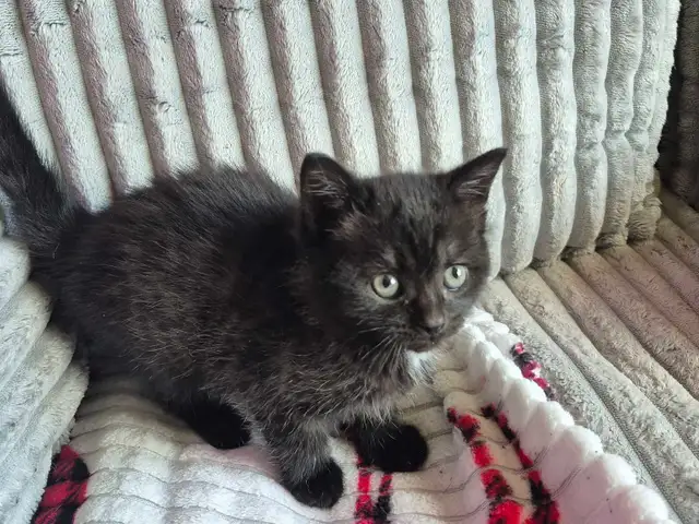 3 CHATON FEMELLES  DISPONIBLE - Photo 4