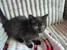3 CHATON FEMELLES  DISPONIBLE - Photo 4