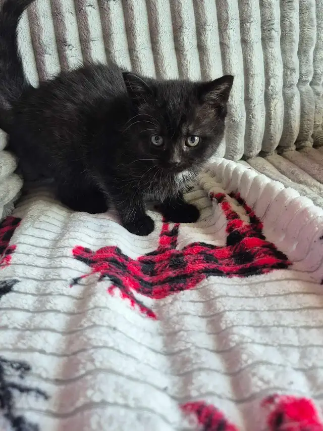 3 CHATON FEMELLES  DISPONIBLE - Photo 5