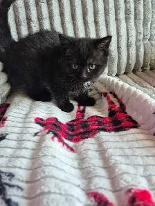 3 CHATON FEMELLES  DISPONIBLE - Photo 5