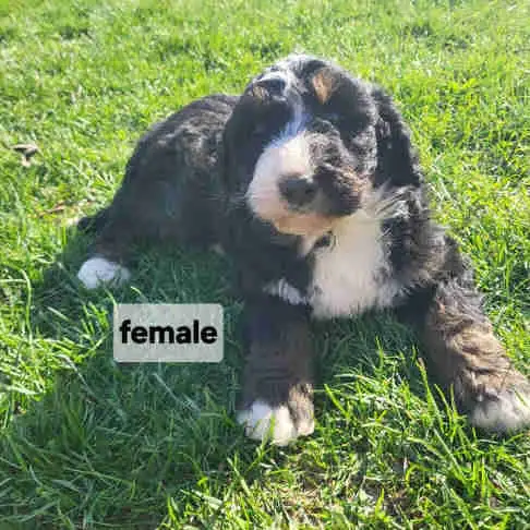 bernedoodle puppies