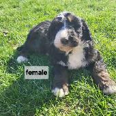 bernedoodle puppies
