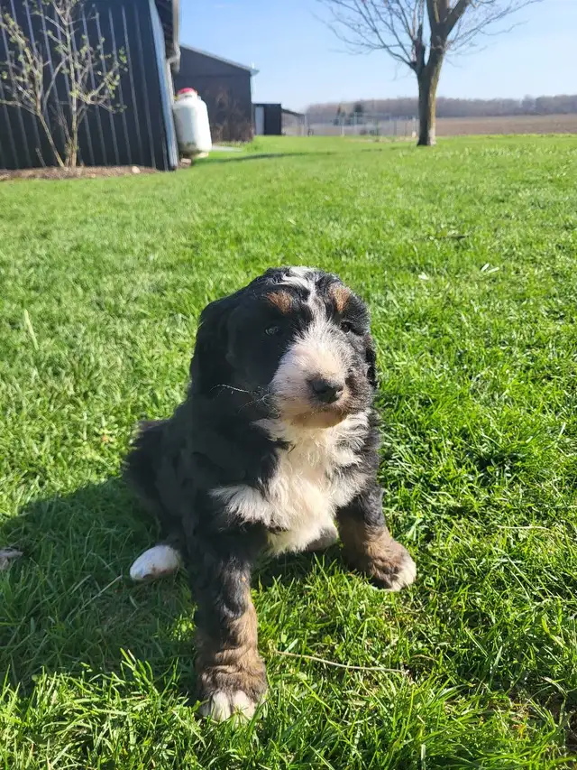 bernedoodle puppies - Photo 2