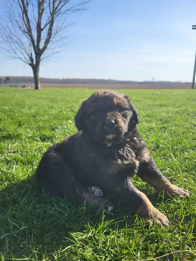 bernedoodle puppies - Photo 3