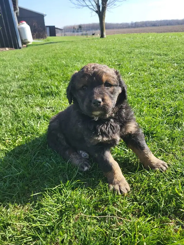 bernedoodle puppies - Photo 4