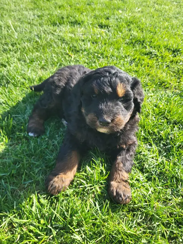 bernedoodle puppies - Photo 5
