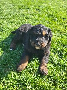 bernedoodle puppies - Photo 5
