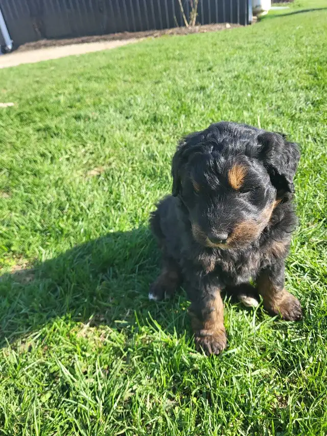 bernedoodle puppies - Photo 6