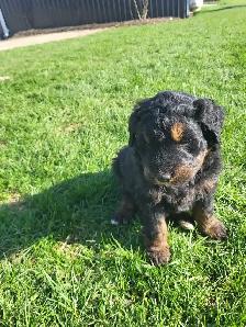 bernedoodle puppies - Photo 6