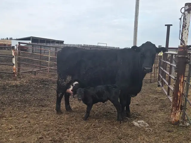 NURSE COW and calf