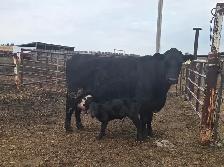 NURSE COW and calf